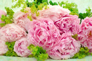 Pink Peonies338061916